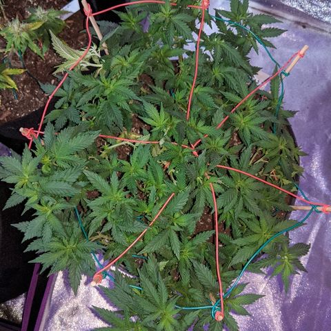White Widow Mother  growlog timeline photo