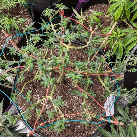White Widow Mother  growlog timeline photo