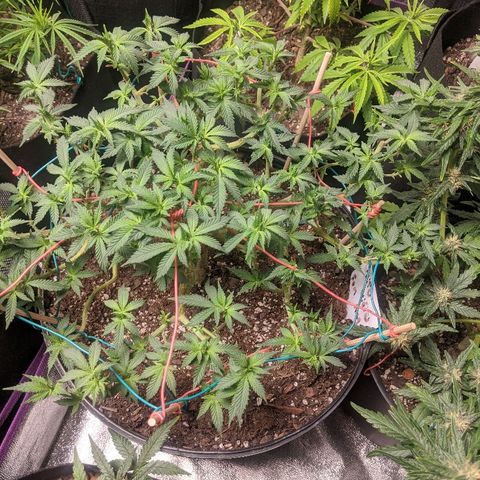 White Widow Mother  growlog timeline photo