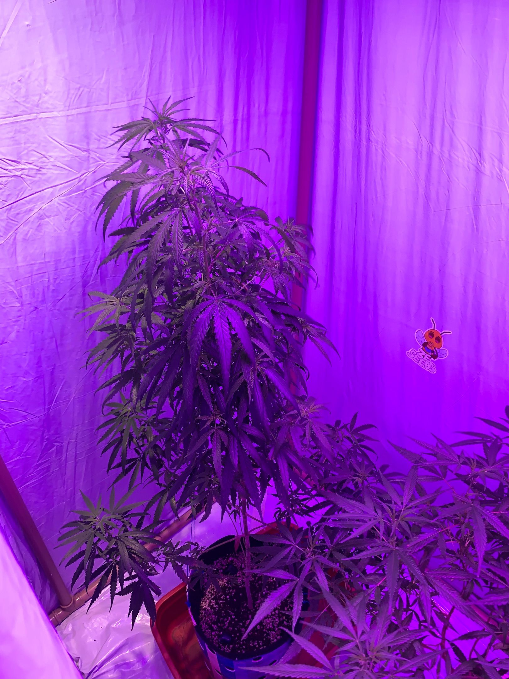 Purple Kush (Rawanna seeds) growlog header