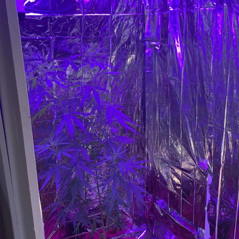 Purple Kush (Rawanna seeds) growlog photo