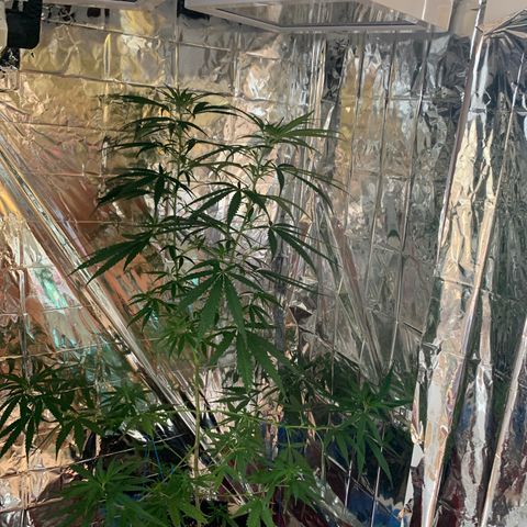 Purple Kush (Rawanna seeds) growlog photo