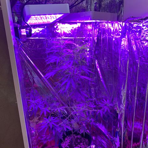 Purple Kush (Rawanna seeds) growlog photo