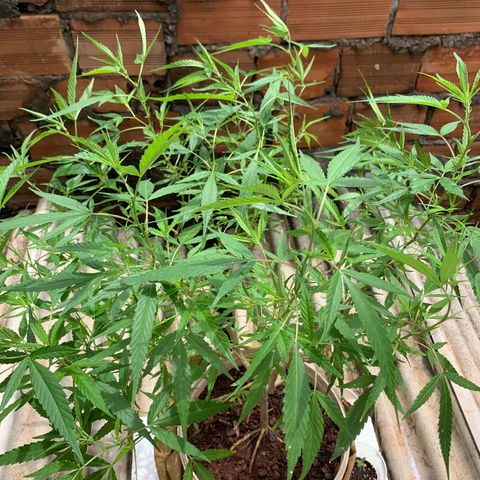 Super Lemon Haze (Rawanna seeds) growlog photo: Ainda prevalece minimamente o trips e algumas formigas, junto com a formiga pequenas aparições de cochonilha, fora isso apresenta um aspecto verde claro parece bem nutrida, ramos roxeando e folhas tortas ou enrugadas