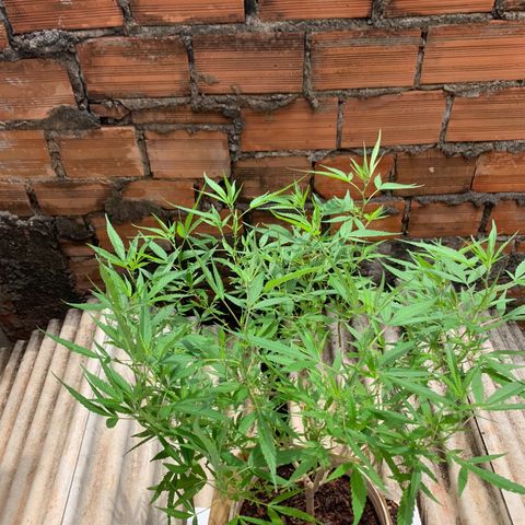 Super Lemon Haze (Rawanna seeds) growlog photo: Ainda prevalece minimamente o trips e algumas formigas, junto com a formiga pequenas aparições de cochonilha, fora isso apresenta um aspecto verde claro parece bem nutrida, ramos roxeando e folhas tortas ou enrugadas