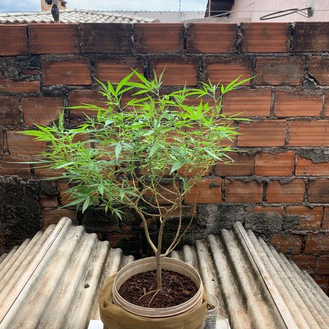 Super Lemon Haze (Rawanna seeds) growlog photo: Ainda prevalece minimamente o trips e algumas formigas, junto com a formiga pequenas aparições de cochonilha, fora isso apresenta um aspecto verde claro parece bem nutrida, ramos roxeando e folhas tortas ou enrugadas