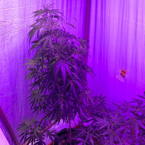 Purple Kush (Rawanna seeds) growlog photo