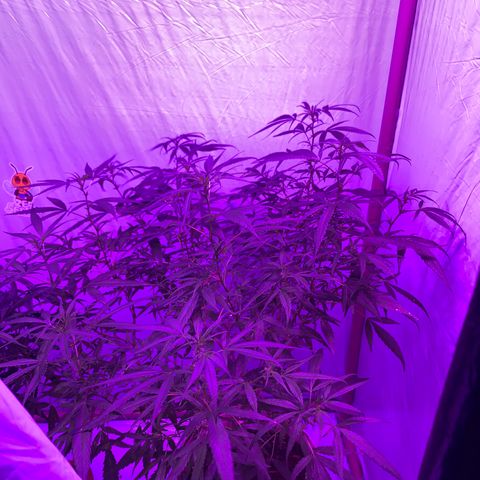 Super Lemon Haze (Rawanna seeds) growlog timeline photo