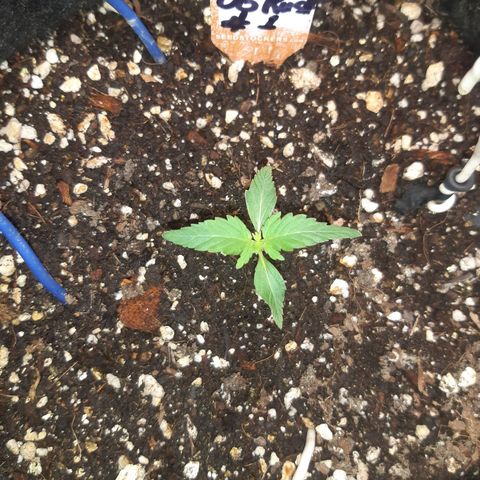 Auto OG Kush #1 seedstockers growlog timeline photo
