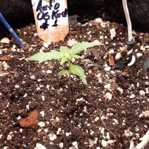 Auto OG Kush #1 seedstockers growlog photo: 12 días desde germinar