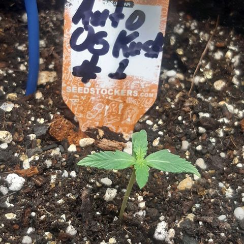 Auto OG Kush #1 seedstockers growlog timeline photo