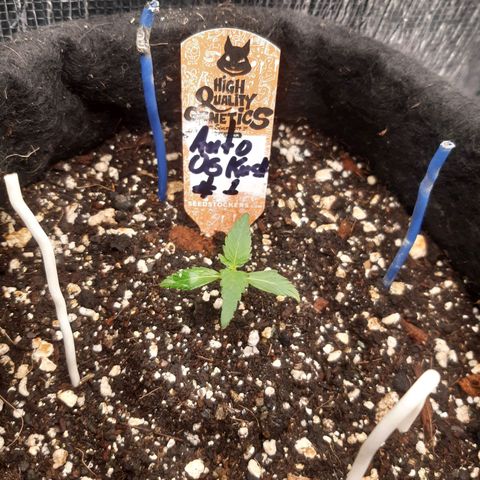 Auto OG Kush #1 seedstockers growlog timeline photo