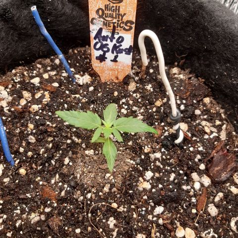 Auto OG Kush #1 seedstockers growlog timeline photo