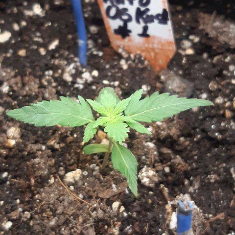 Auto OG Kush #1 seedstockers growlog timeline photo