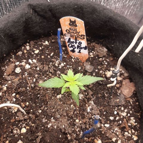 Auto OG Kush #1 seedstockers growlog timeline photo