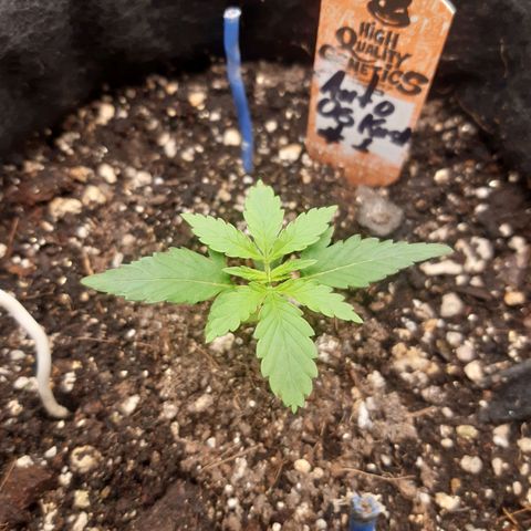 Auto OG Kush #1 seedstockers growlog timeline photo