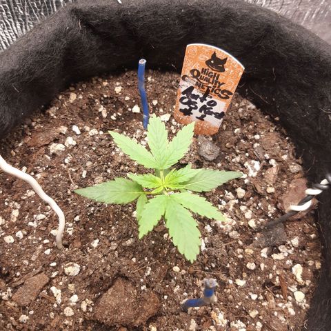 Auto OG Kush #1 seedstockers growlog timeline photo