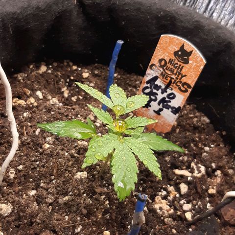 Auto OG Kush #1 seedstockers growlog timeline photo