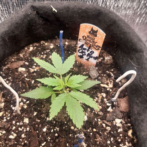 Auto OG Kush #1 seedstockers growlog timeline photo
