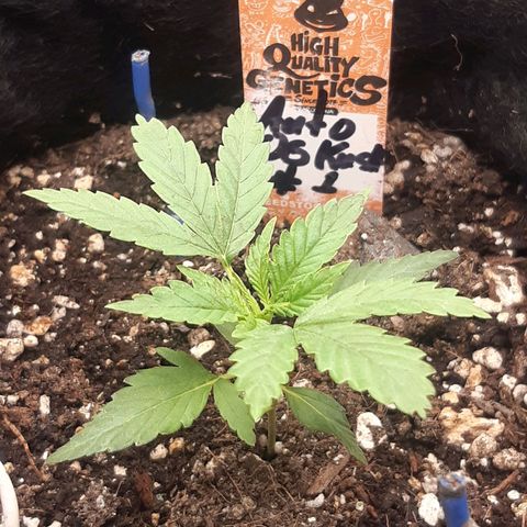 Auto OG Kush #1 seedstockers growlog timeline photo