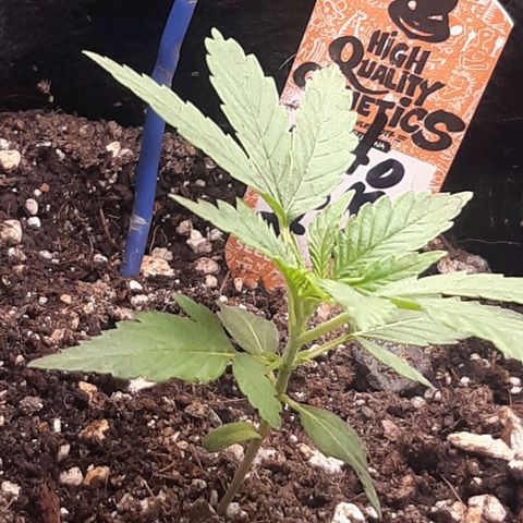 Auto OG Kush #1 seedstockers growlog timeline photo