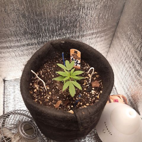 Auto OG Kush #1 seedstockers growlog timeline photo