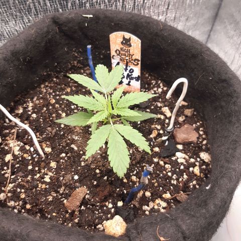 Auto OG Kush #1 seedstockers growlog timeline photo