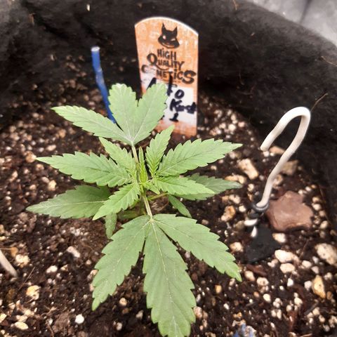 Auto OG Kush #1 seedstockers growlog timeline photo