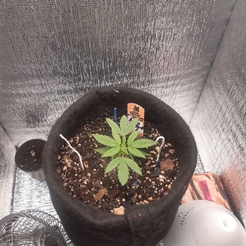 Auto OG Kush #1 seedstockers growlog timeline photo