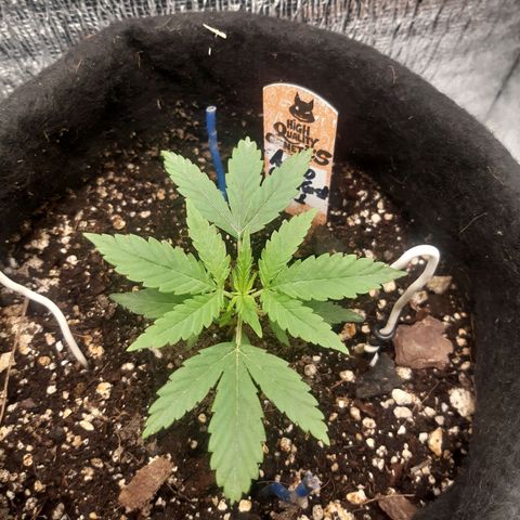 Auto OG Kush #1 seedstockers growlog timeline photo