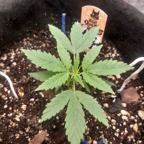 Auto OG Kush #1 seedstockers growlog timeline photo