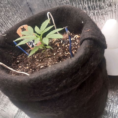 Auto OG Kush #1 seedstockers growlog timeline photo