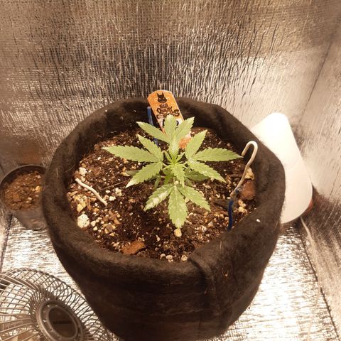 Auto OG Kush #1 seedstockers growlog timeline photo