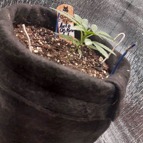 Auto OG Kush #1 seedstockers growlog timeline photo