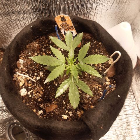 Auto OG Kush #1 seedstockers growlog timeline photo
