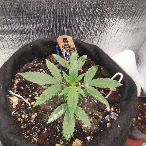 Auto OG Kush #1 seedstockers growlog timeline photo
