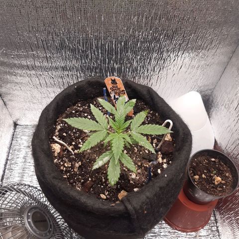 Auto OG Kush #1 seedstockers growlog timeline photo