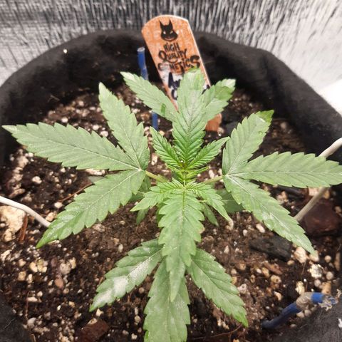 Auto OG Kush #1 seedstockers growlog timeline photo