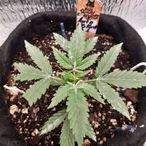 Auto OG Kush #1 seedstockers growlog timeline photo