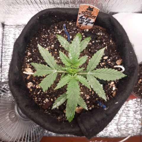 Auto OG Kush #1 seedstockers growlog timeline photo