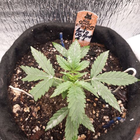 Auto OG Kush #1 seedstockers growlog timeline photo