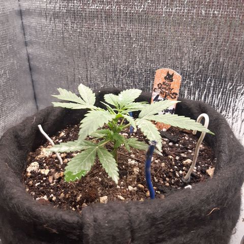 Auto OG Kush #1 seedstockers growlog timeline photo