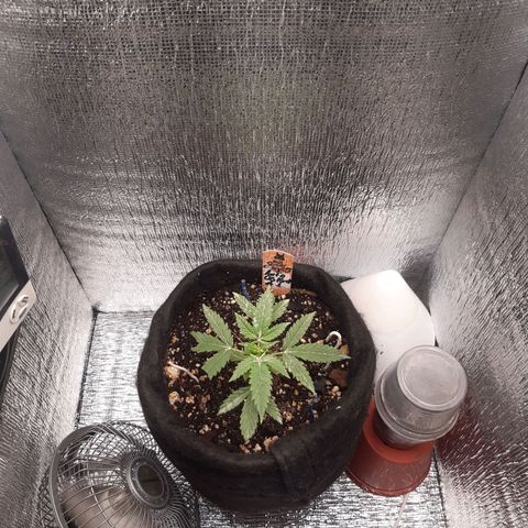 Auto OG Kush #1 seedstockers growlog timeline photo