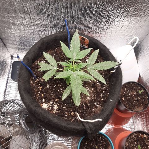 Auto OG Kush #1 seedstockers growlog timeline photo