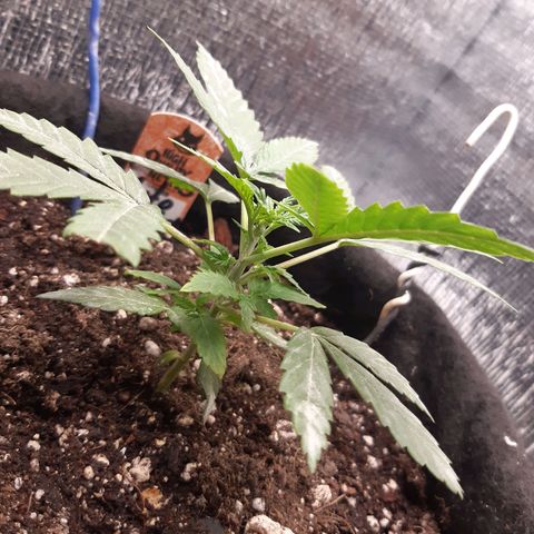 Auto OG Kush #1 seedstockers growlog timeline photo