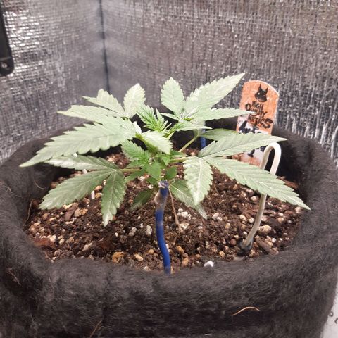 Auto OG Kush #1 seedstockers growlog timeline photo