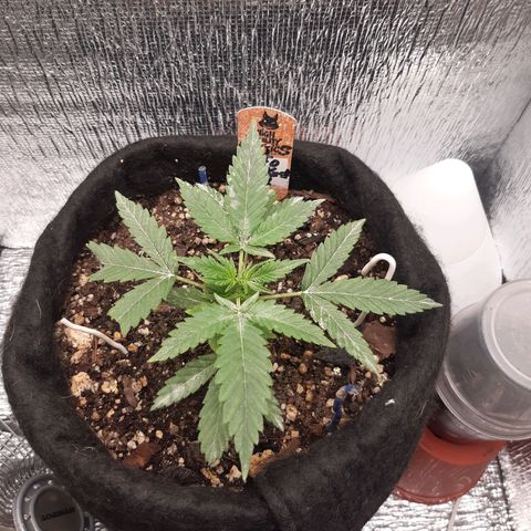 Auto OG Kush #1 seedstockers growlog timeline photo