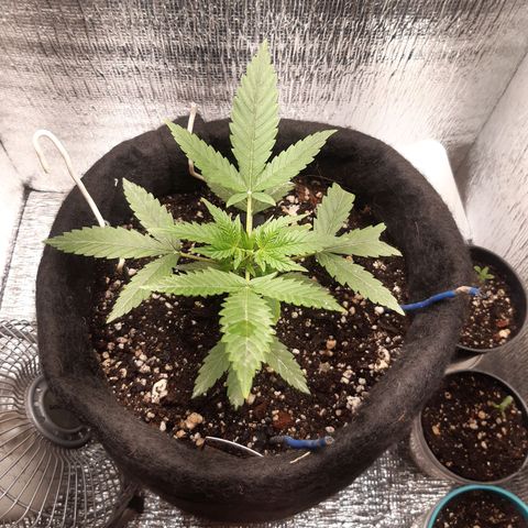 Auto OG Kush #1 seedstockers growlog timeline photo