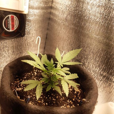 Auto OG Kush #1 seedstockers growlog timeline photo