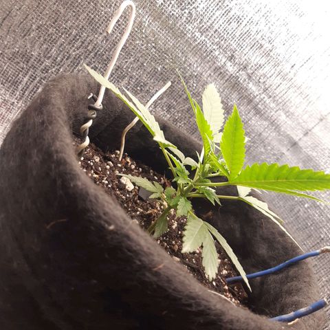 Auto OG Kush #1 seedstockers growlog timeline photo